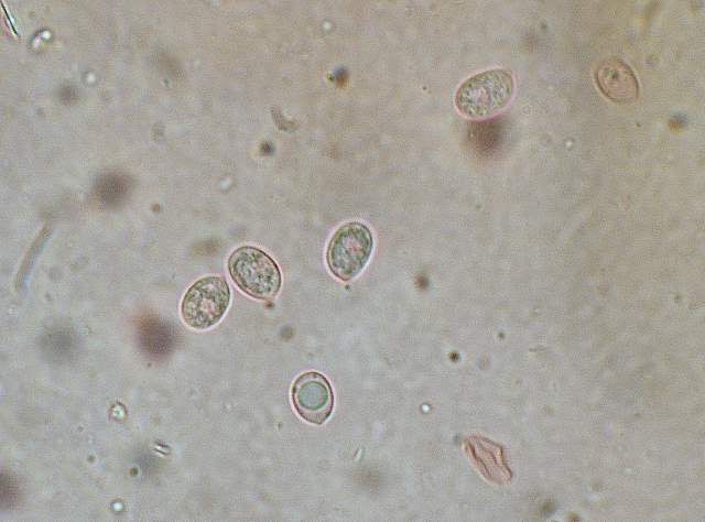 Caresta...penuria e tempi duri.....